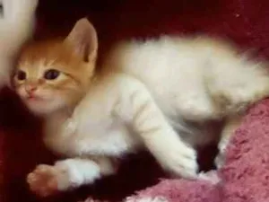 Gato raça  idade 1 ano nome Lua e filhotes 