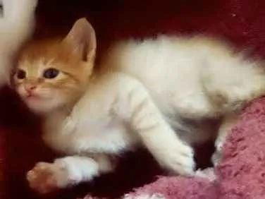 Gato ra a  idade 1 ano nome Lua e filhotes 
