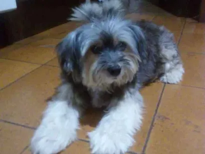 Cachorro raça Mestiço yorkshire idade 6 ou mais anos nome Jully 