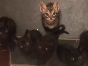 Gato raça Vira-lata idade Abaixo de 2 meses nome .