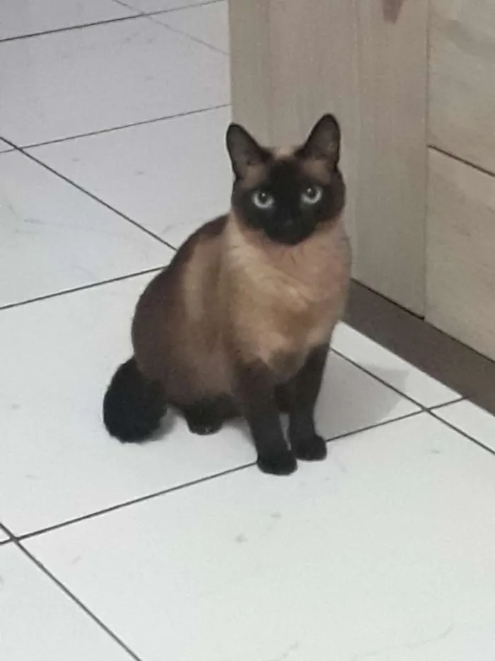 Gato ra a Siamês  idade 3 anos nome Bolinho