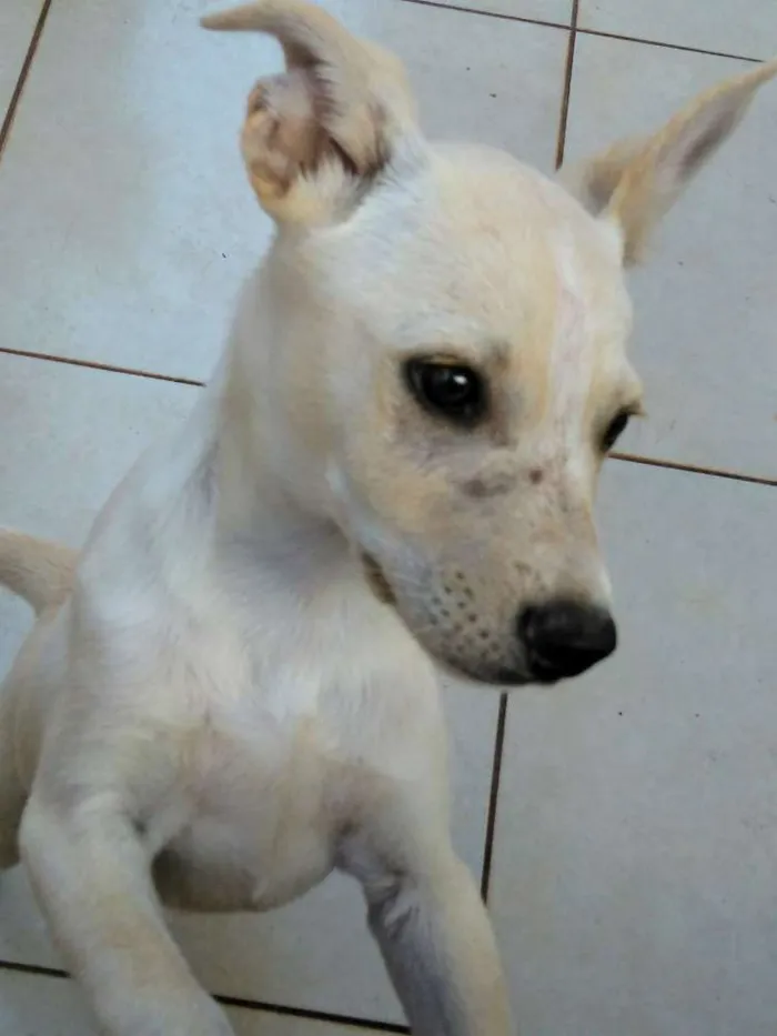 Cachorro ra a Não definida idade 2 a 6 meses nome Bobe