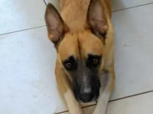 Cachorro raça Não definida idade 2 anos nome Niki
