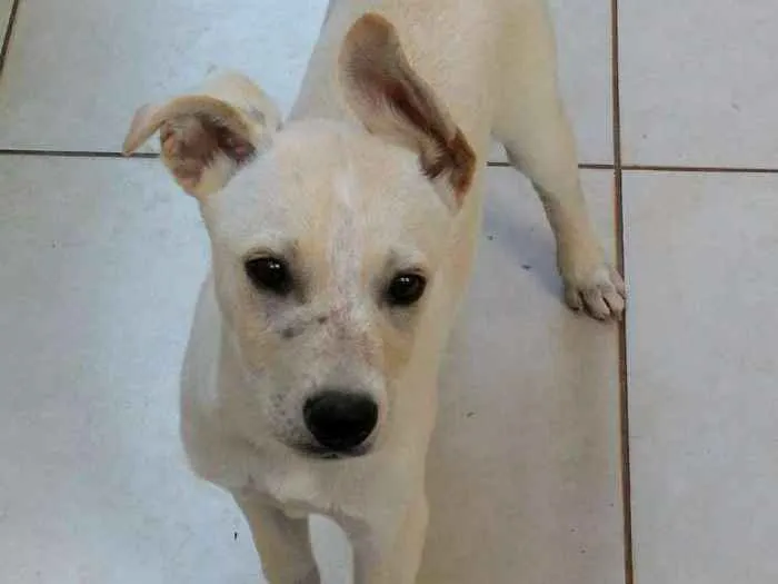 Cachorro ra a Não definida idade 2 a 6 meses nome Bobe