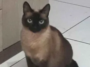 Gato raça Siamês  idade 3 anos nome Bolinho