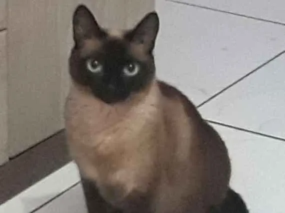 Gato ra a Siamês  idade 3 anos nome Bolinho