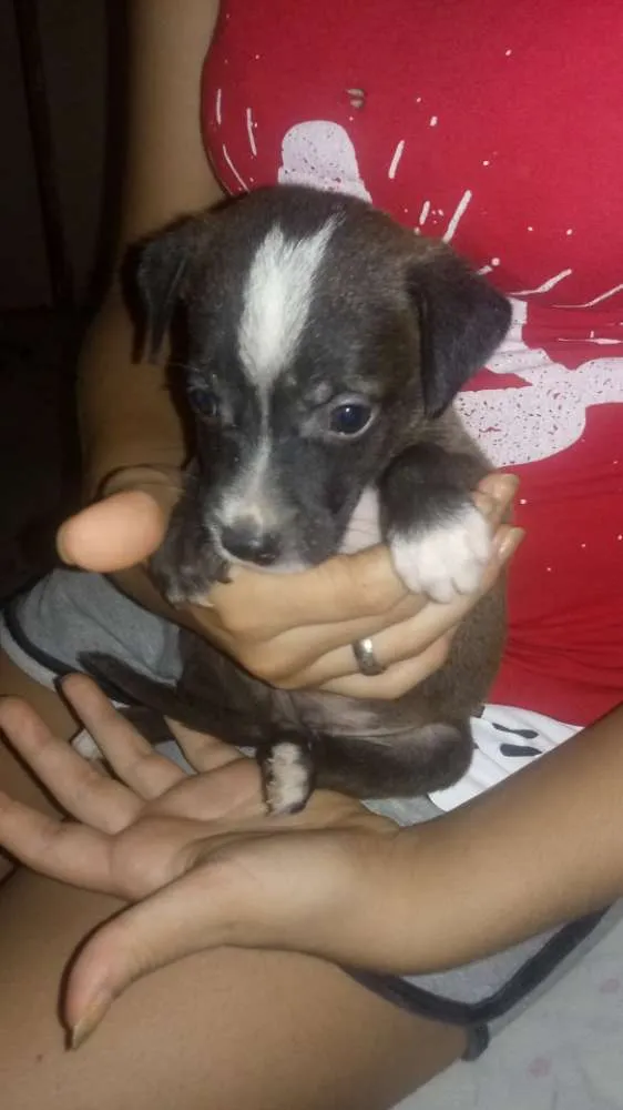 Cachorro ra a Viralatas porte médio idade Abaixo de 2 meses nome Ainda não possuem no