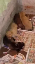 Ainda não possuem no
