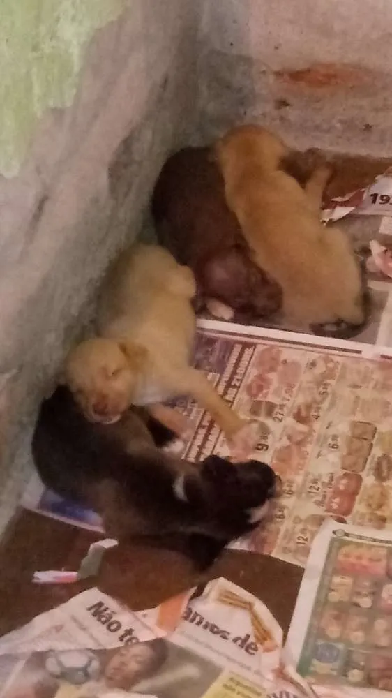 Cachorro ra a Viralatas porte médio idade Abaixo de 2 meses nome Ainda não possuem no