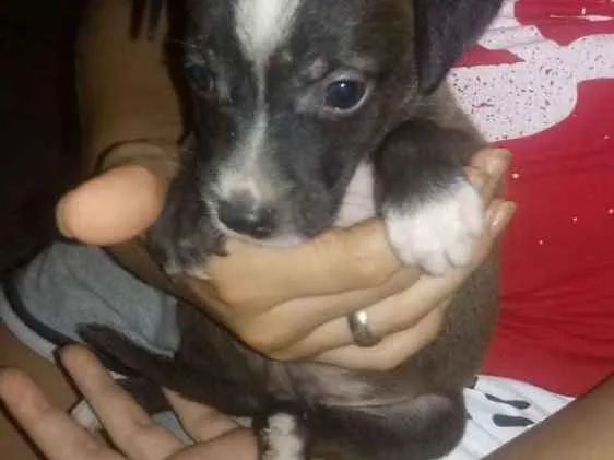 Cachorro ra a Viralatas porte médio idade Abaixo de 2 meses nome Ainda não possuem no