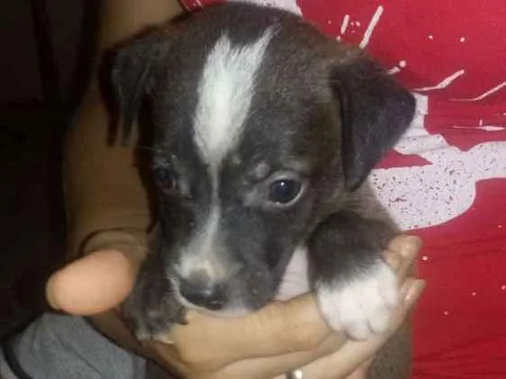Cachorro ra a Viralatas porte médio idade Abaixo de 2 meses nome Ainda não possuem no