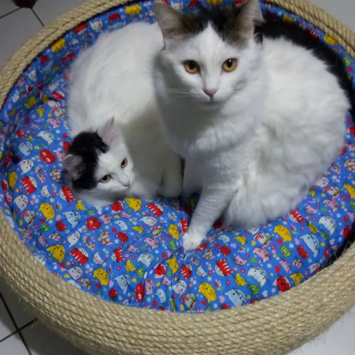 Gato ra a Sem raça idade 3 anos nome Céu e Lua 