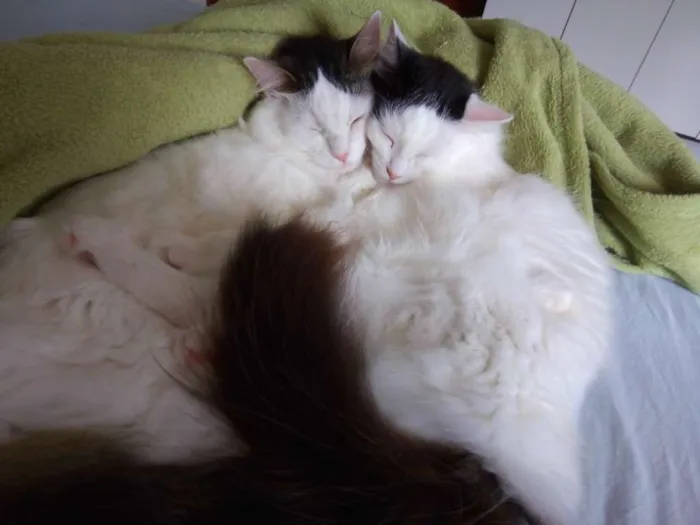 Gato ra a Sem raça idade 3 anos nome Céu e Lua 