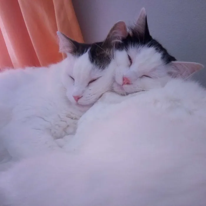 Gato ra a Sem raça idade 3 anos nome Céu e Lua 