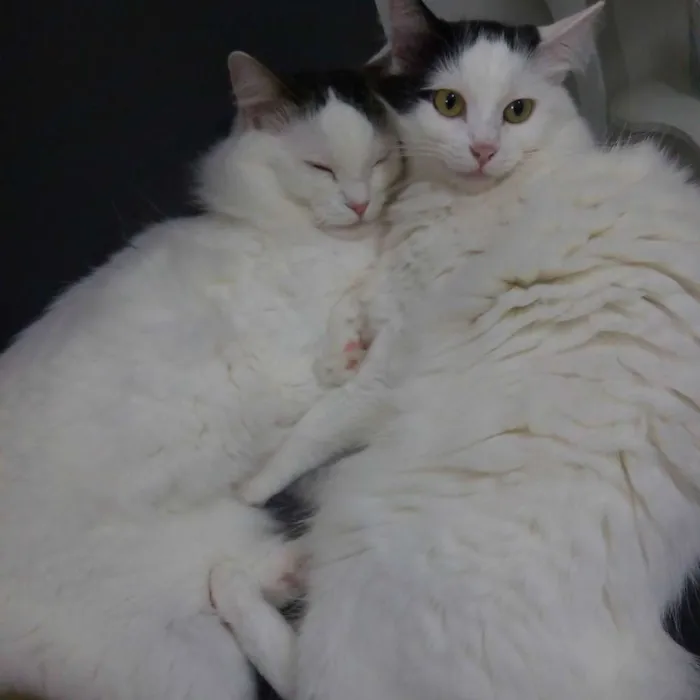 Gato ra a Sem raça idade 3 anos nome Céu e Lua 