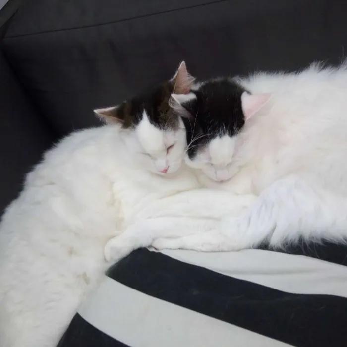 Gato ra a Sem raça idade 3 anos nome Céu e Lua 
