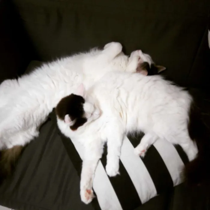 Gato ra a Sem raça idade 3 anos nome Céu e Lua 