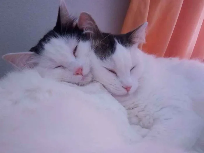 Gato ra a Sem raça idade 3 anos nome Céu e Lua 