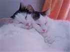Gato raça Sem raça idade 3 anos nome Céu e Lua 