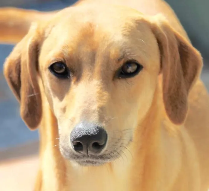 Cachorro ra a  idade 1 ano nome AIKA