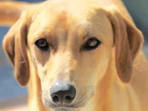Cachorro raça  idade 1 ano nome AIKA