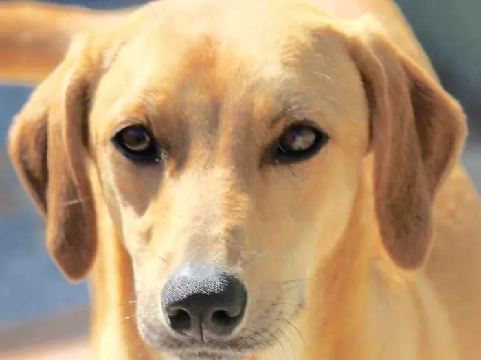Cachorro ra a  idade 1 ano nome AIKA