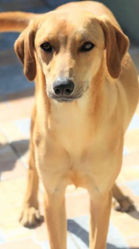 Cachorro ra a  idade 1 ano nome AIKA
