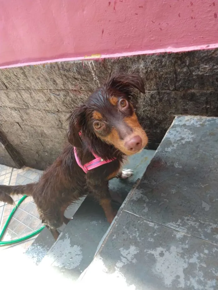 Cachorro raça Srd idade 7 a 11 meses nome Manuela
