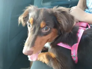 Cachorro raça Srd idade 7 a 11 meses nome Manuela