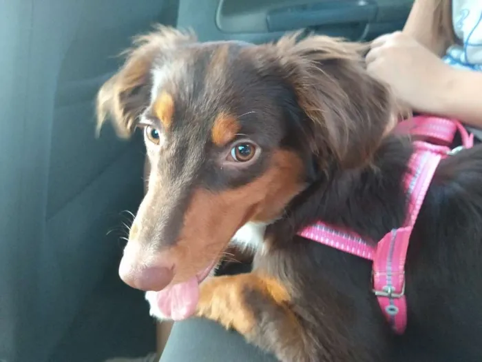 Cachorro raça Srd idade 7 a 11 meses nome Manuela