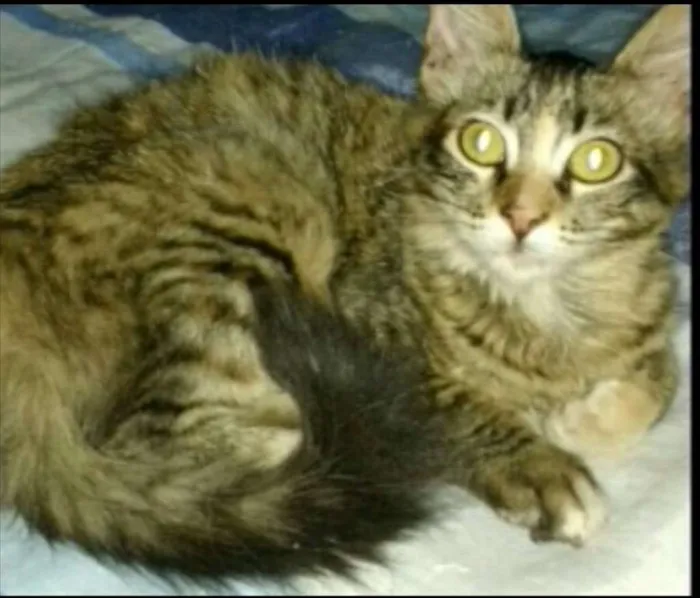 Gato ra a SRD idade 2 a 6 meses nome Cristal 