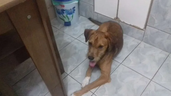 Cachorro ra a Indefida idade 7 a 11 meses nome Thor