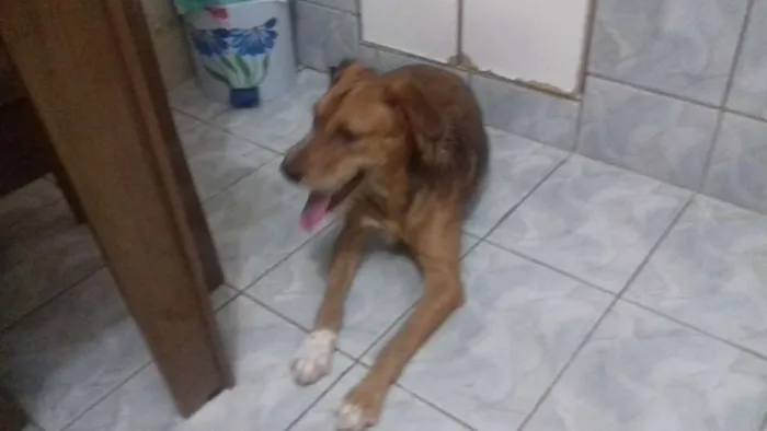 Cachorro ra a Indefida idade 7 a 11 meses nome Thor