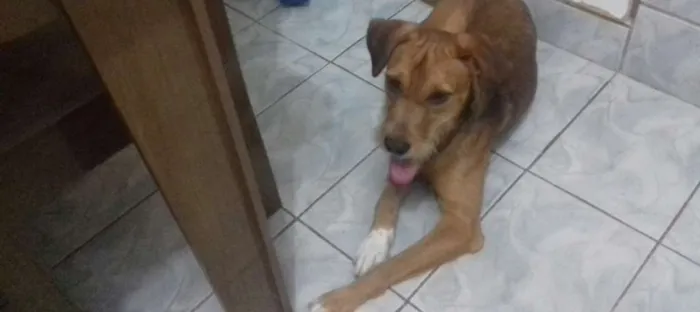 Cachorro ra a Indefida idade 7 a 11 meses nome Thor