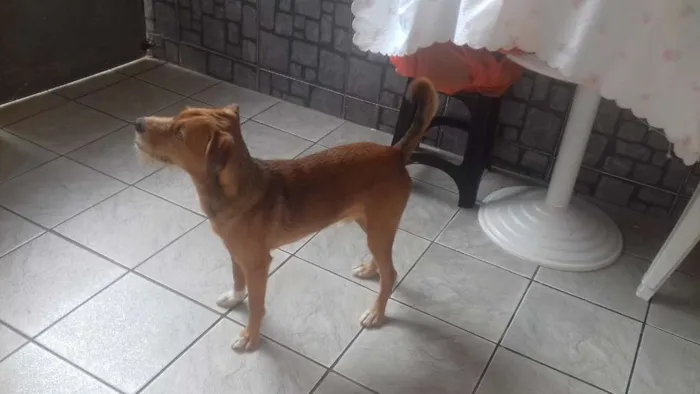 Cachorro ra a Indefida idade 7 a 11 meses nome Thor