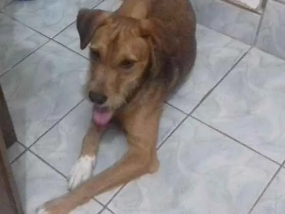 Cachorro ra a Indefida idade 7 a 11 meses nome Thor