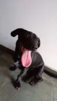 Bela