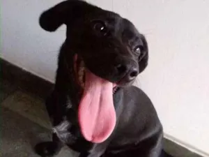 Cachorro raça Basset com Vira lata idade 2 a 6 meses nome Bela