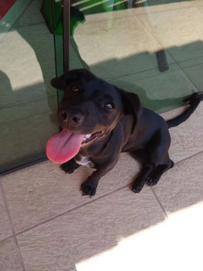 Cachorro ra a Basset com Vira lata idade 2 a 6 meses nome Bela