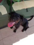 Bela