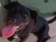 Bela