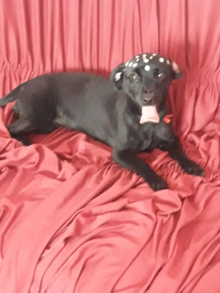 Cachorro ra a Viralata idade 1 ano nome Nina