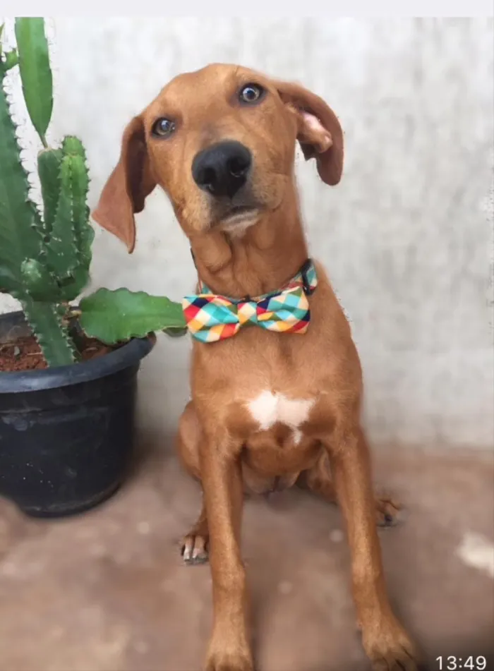 Cachorro ra a SRD  idade 2 a 6 meses nome Bill 