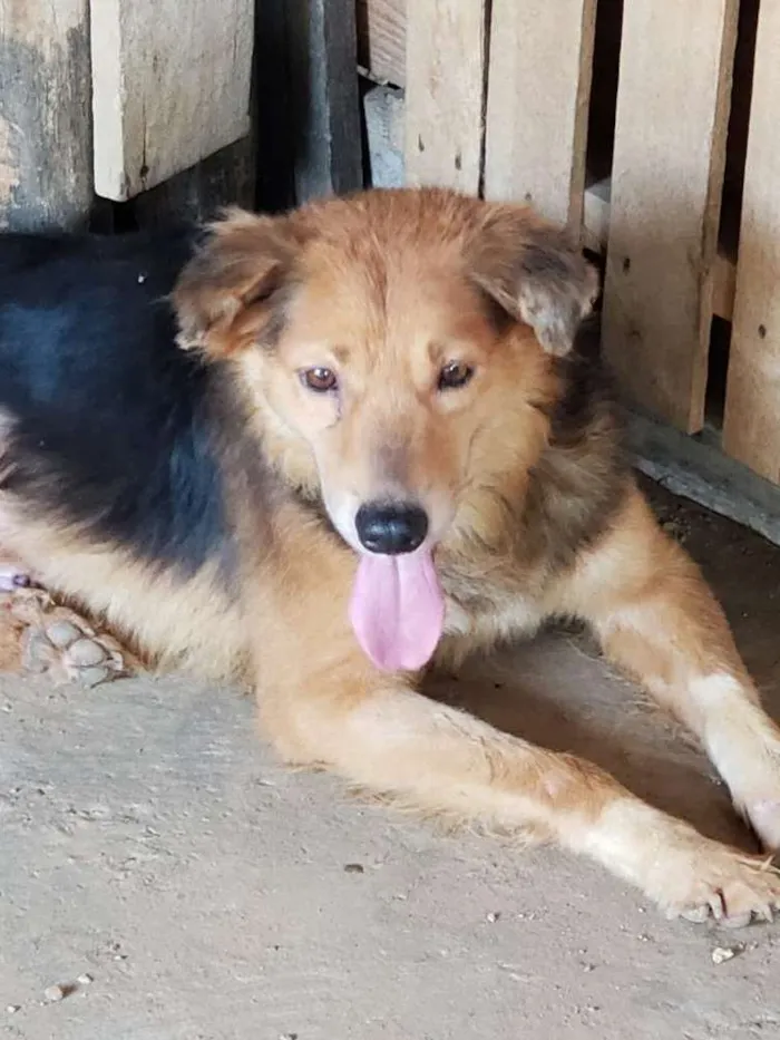 Cachorro ra a Srd idade 2 anos nome Marley