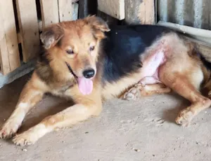 Cachorro raça Srd idade 2 anos nome Marley