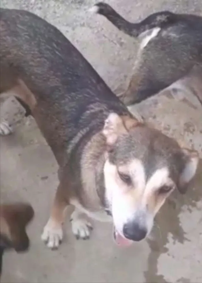 Cachorro ra a SRD idade 1 ano nome Menina 