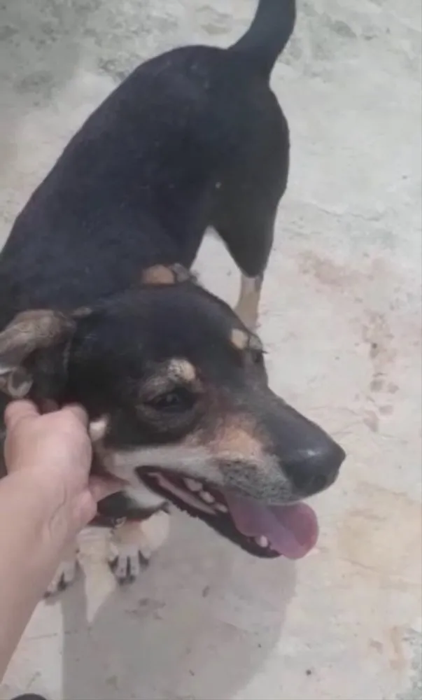 Cachorro ra a SRD idade 7 a 11 meses nome Red 