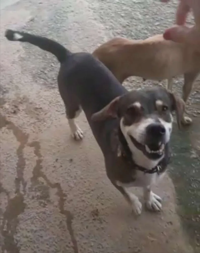Cachorro ra a SRD idade 7 a 11 meses nome Raio 