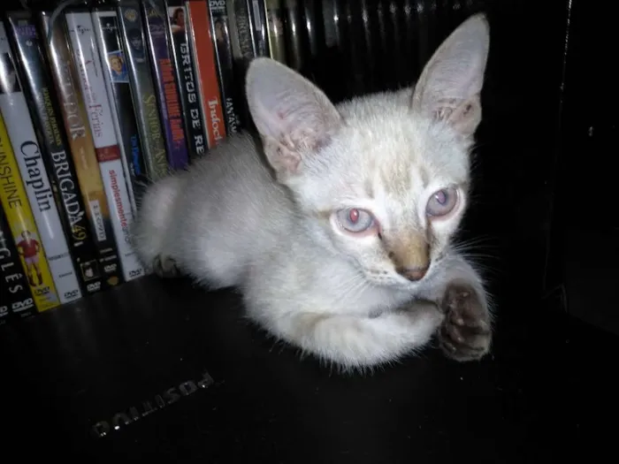 Gato ra a Não sei  idade 2 a 6 meses nome Não tem 
