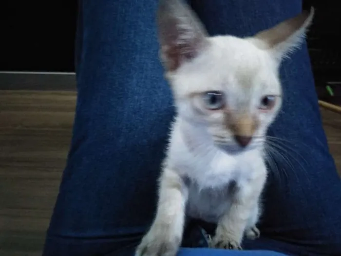 Gato ra a Não sei  idade 2 a 6 meses nome Não tem 